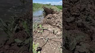 Flooding Alfalfa   4K #floodirrigation #irrigation #alfalfa #ancienttechnology