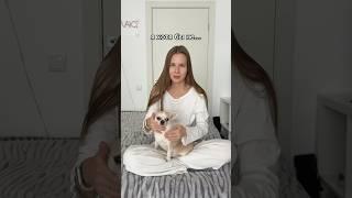 Я хотя бы не.. версия с #чихуахуа #чихуа #chihuahua #dog