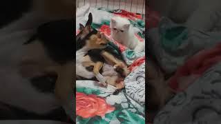 той терьер и экзотический котенок