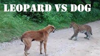 Leopard vs Dog ¦ Leopard Vs Dog Real Fight