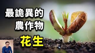 花生為什麼這麼怪異？拼命鑽進土裡的豆子，竟然跟紫檀是一家！被稱作「落花生」的真正原因！【老肉雜談】#生物 #植物 #花生 #冷知識 #土豆