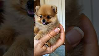 Cute teacup puppy  #cute #mini #dog #puppy #teacup #포메라니안 #pomeranian