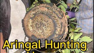 Hornet / Aringal ( Asian Giant Hornet) Hunting Nepal, Surumkhim, Taplejung.