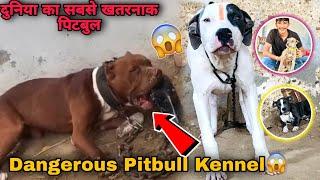 Dangerous Pitbull Dog Kennel Per Gye  World's Most Aggressive Pitbull 