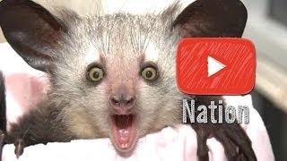 The 7 Craziest Animals on Earth | YouTube Nation | Saturday