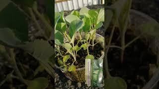 Добавьте это при посадке белокочанной капусты в открытый грунт. #капуста#хештег#моишестьсоток