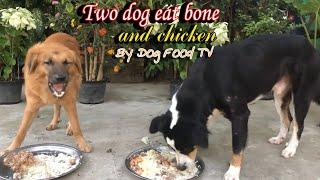 Two dog eat bone and chicken episode 356| By Dog Food TV