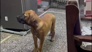 BOERBOEL DOG BREED || SOUTH AFRICAN MASTIFF PUPPY #boerboel  #boerboelbreeders #boerboelpuppies