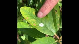 Gartentipp: Rhododendron Pflege