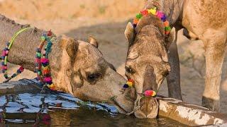 Pushkar Camel Fair, India