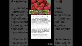 удобряем и подкармливаем клубнику.