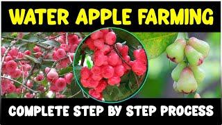 Water Apple (Rose Apple) Farming - Complete Guide