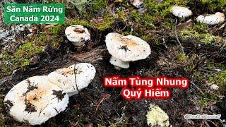 2VC nông dân tiếp tục Bội Thu, tìm được nhiều ổ NẤM TÙNG NHUNG khủng 1914》 Matsutake Foraging BC