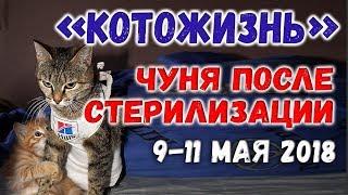 Чуня после стерилизации и другое  КОТОЖИЗНЬ! 9-11 мая 2018