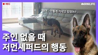 저먼 셰퍼드 : 주인이 없을 때 과연,,?:German Shepherd