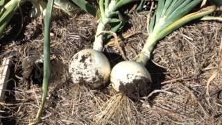 Harvesting and Drying Onions