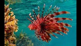 Top Ten Most Poisonous Fish in the world