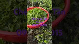 Chè ngon Tân Cương. Đt: 0971722015