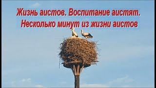 Жизнь аистов. Воспитание аистят Несколько минут из жизни аистов