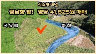 ((계약진행중))(559번)#북쪽은국유림 남쪽은하천 정남향밭#경북땅매매#의성땅매매#영양땅매매#토지매매#자연인땅#시골땅#오지땅#촌땅#농막#귀농귀촌#싼땅매매#체류형쉼터#묘터#농장