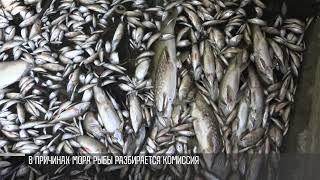 Массовый мор рыбы в заповеднике в Гоянах
