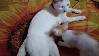 k h TV news cats funny video