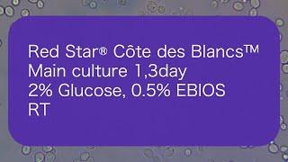 [CdB_Liquid_1,3d] Red Star® Côte des Blancs™_Main culture 1,3d_2% Glucose, 0.5% EBIOS_RT