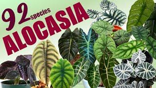 92 ALOCASIA SPECIES | HERB STORIES