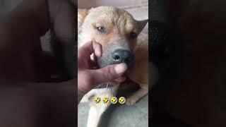 pyro dog