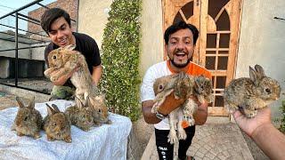 Jungle Rabbits Ki Pori Family La Aiy Hum 