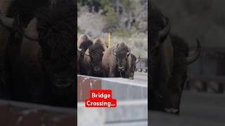 Yellowstone #wildlife #bison #Yellowstone #animals #nature #Wyoming