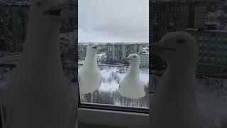  У кого-то петухи, а у нас ЧАЙКИ  #насевережить