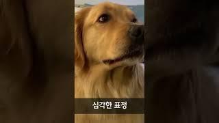 표정 연기의 달인 강아지
