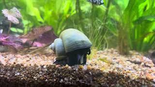 Mystery Snail Eating a Piece of Aquatic Plant