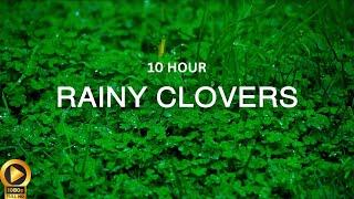 10 Hour | Relaxing Ambience: Gentle Rainfall on Clovers | Manifest Luck & Fortune | Meditate