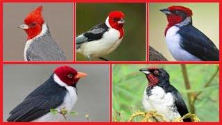 5 Especies De Cardenales Del Género Paroaria Que Habitan Sudamérica.