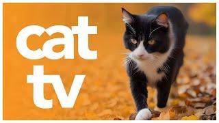 CAT TV |  Bird Video and Bird Watching Experience for Cats! 