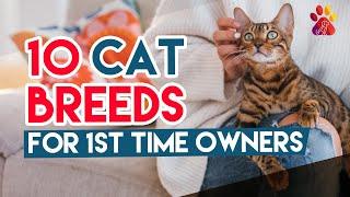 10 Best Cat Breeds For First Time Owners