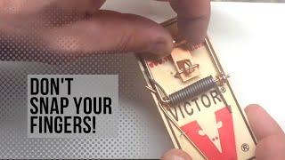 How to Set a Victor Mouse Trap