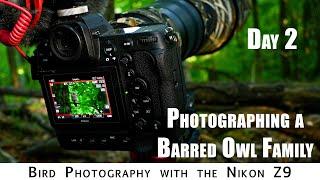 Bird Photography: Photographing Owls | Day 2 |  Nikon Z9