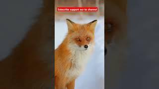 Cute baby fox #cutebabyfox