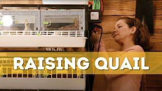 Raising Quail with Hatching Time Brooding and Breeding Equipment