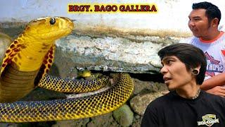 MAGLULUTO NA SANA SA KUSINA, MAY COBRA NA PALA!! BRGY. BAGO GALLERA #Banakon #KingCobra #DavaoCity