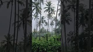Where Green Meets Peace #youtubeshorts #viral #viral #home#morning #nature #nature#music#trending