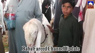 Bakar Mandhi Yazman-Baba Fareed Channel Update