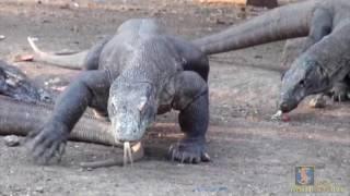 The largest lizards in the world, the Komodo Dragons on Rinca Island, Indonesia