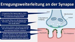 Erregungsweiterleitung an der Synapse / Chemische Synapse [Neurobiologie, Oberstufe]