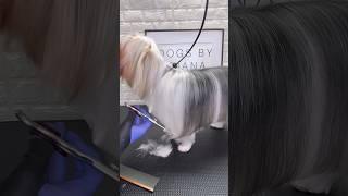 Biewer body trimming #biewer #doggroomingtips #dogs