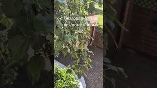 Радости в новом дне 