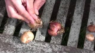 Different Types of Bulbs: Step-by-Step Gardening